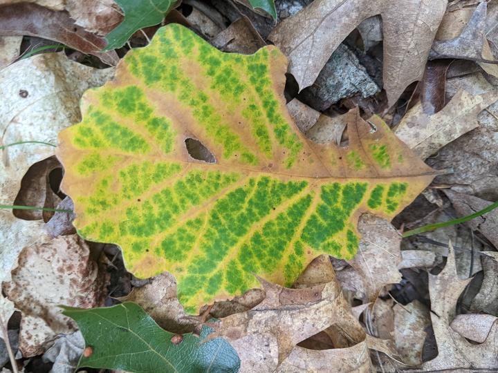 Bur oak leaf in fall