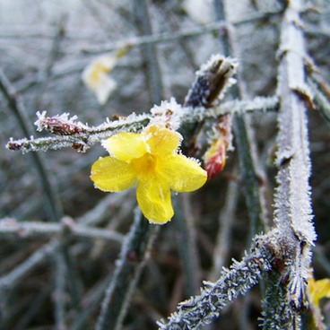 Flower covered in frost